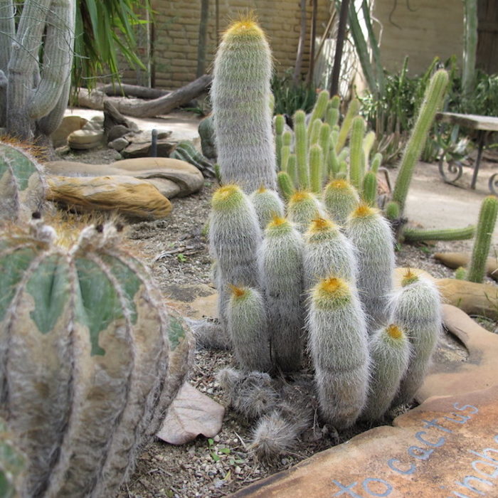 cactus garden palm springs