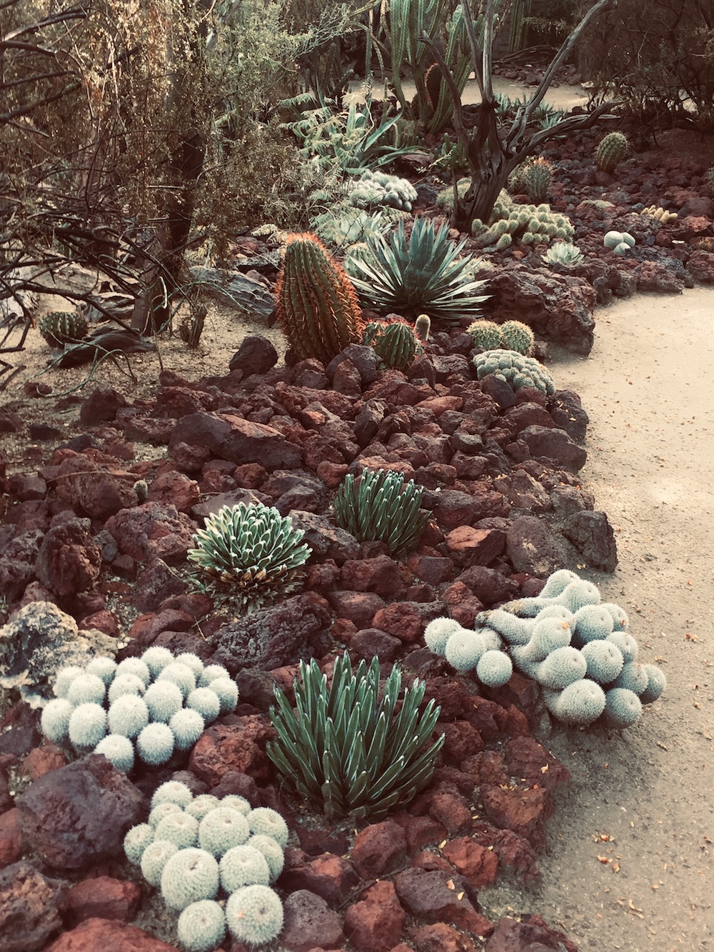 Moorten Botanical Garden Palm Springs California