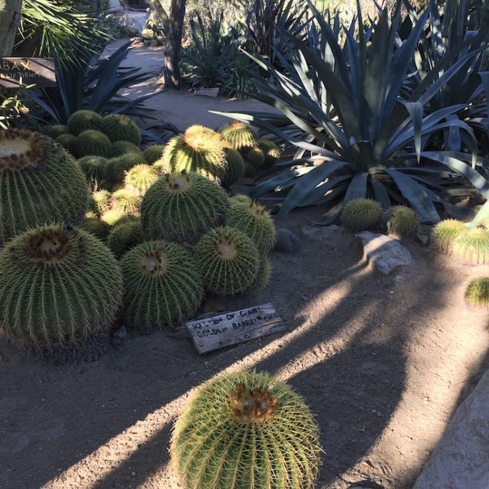 Moorten Botanical Garden Palm Springs